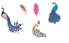 Peacock Iron On Transfer ( Several Designs )